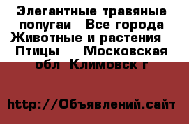 Элегантные травяные попугаи - Все города Животные и растения » Птицы   . Московская обл.,Климовск г.